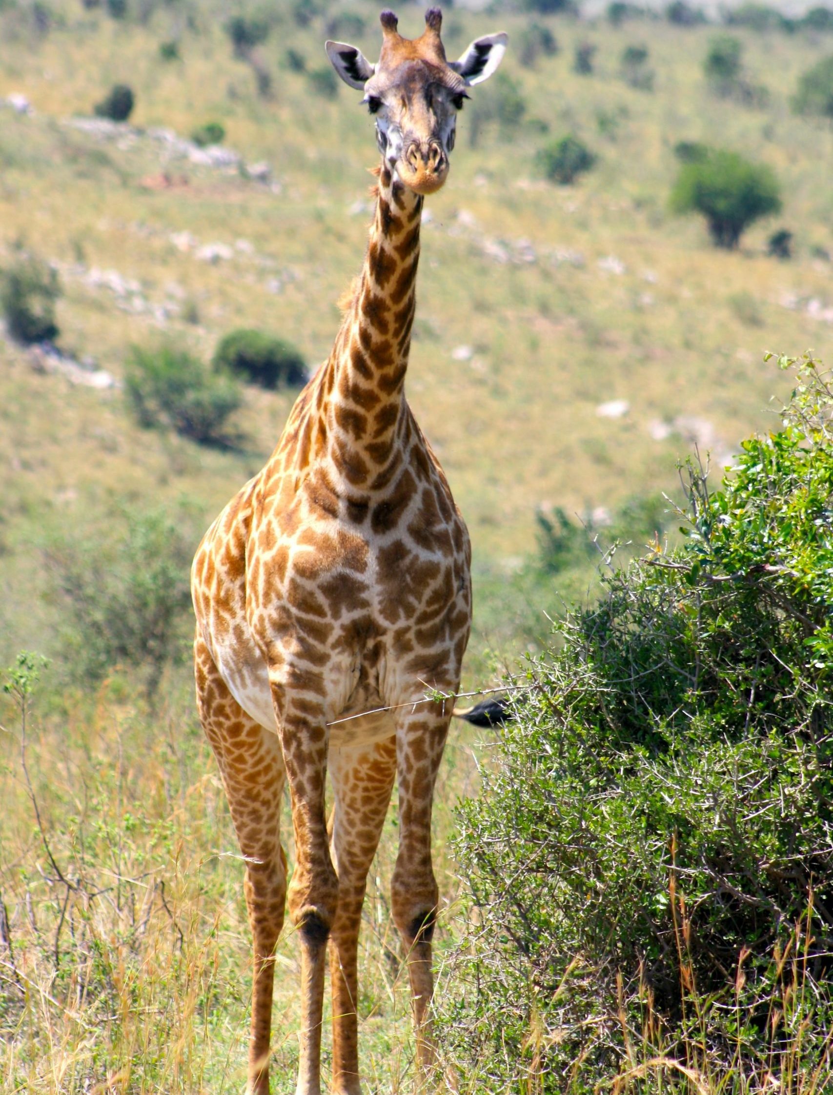 fa trinca L3CNfgXToRY unsplash scaled e1763383977333